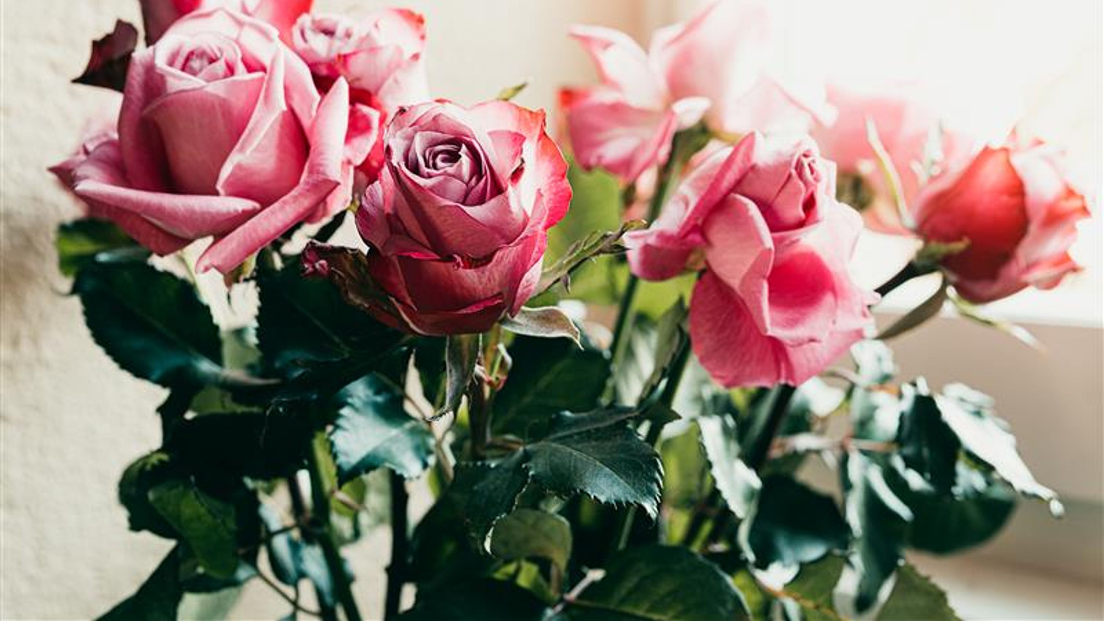 Bouquet of pink roses