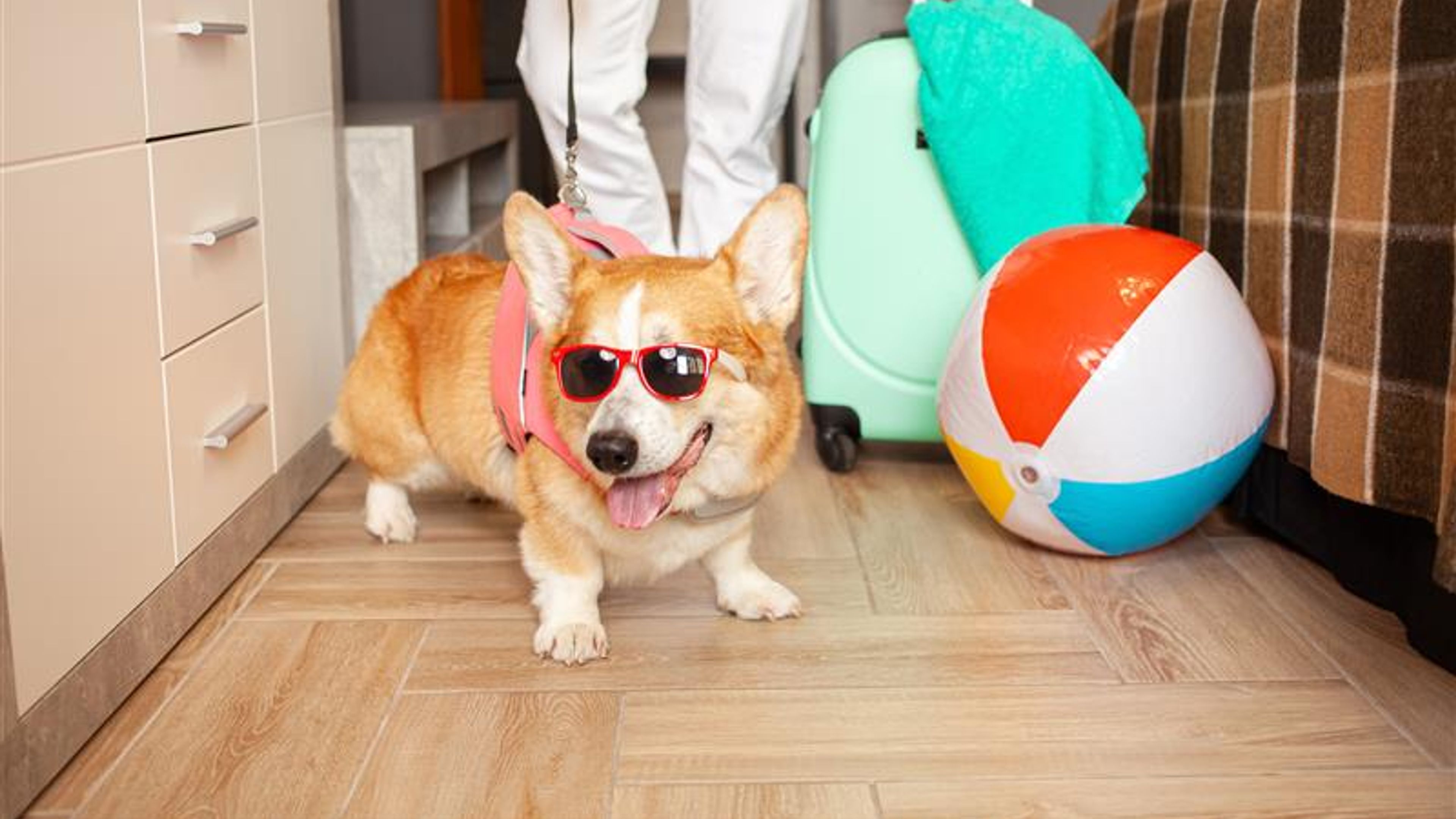 woman, dog preparing for vacation.