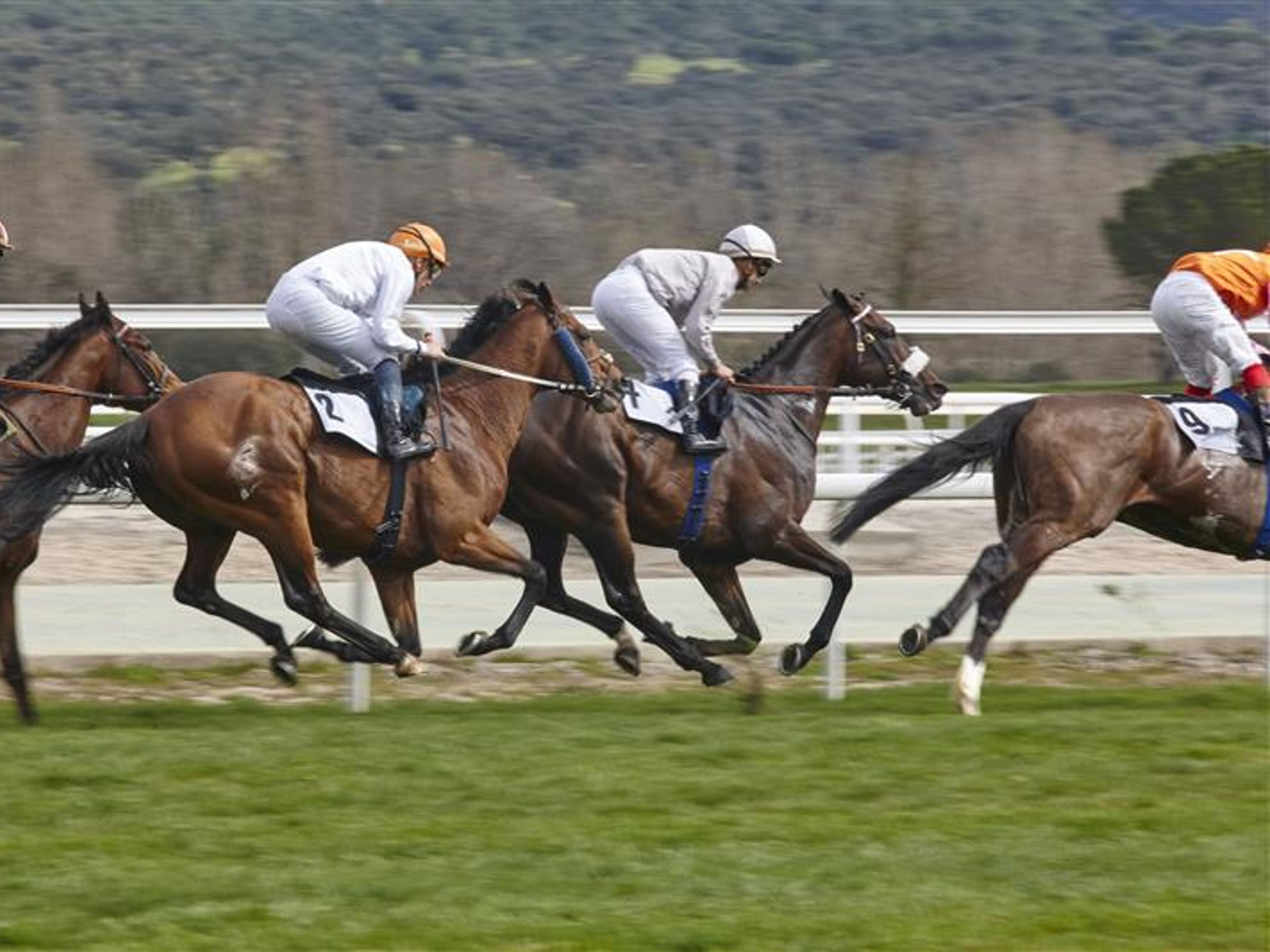  Horse race final rush