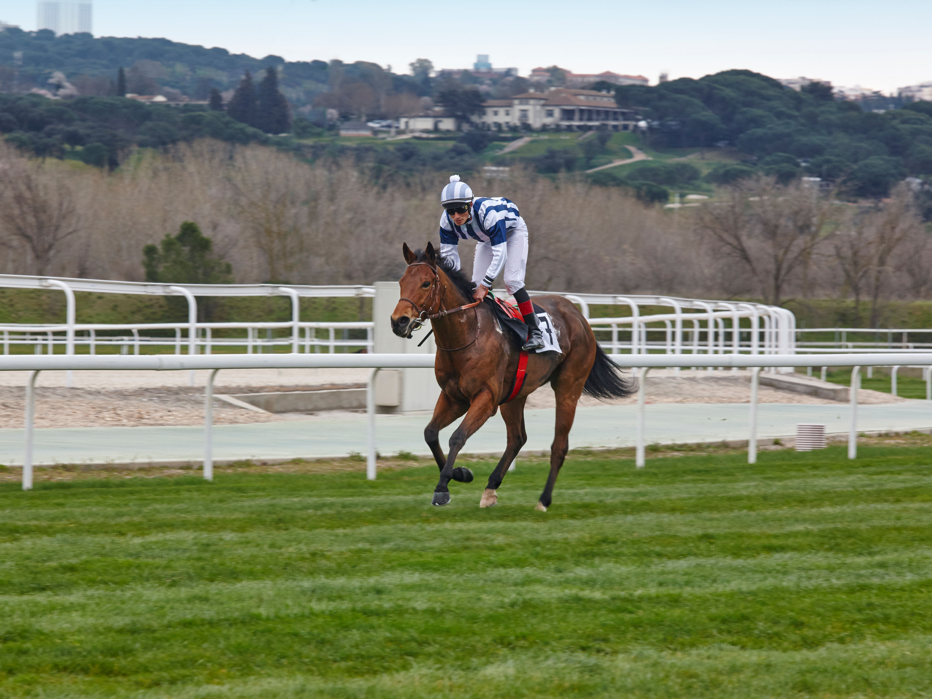 Horse race training